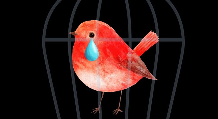 鳥は飛べない日が続くと「悲観的」になっていた――ご褒美なしでも99.9%が飛ぶ理由