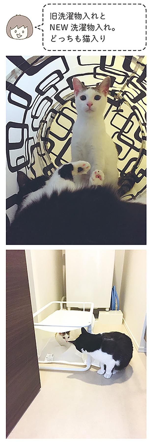 どっちも猫入り （C）卵山玉子／KADOKAWA