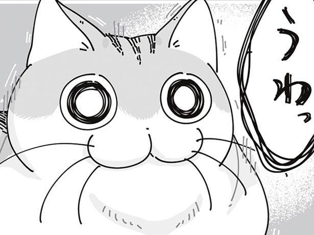 ネコの反応 （C）キュルZ／KADOKAWA
