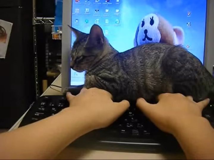 タイピング中の飼い主の手の上から全くどこうとせず……？