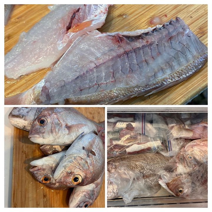 魚は処理して冷凍保存