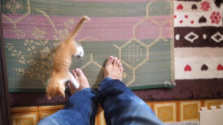 飼い主さんの足元につきまとう保護子猫がたまらないかわいさ！