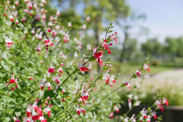 猛暑でも花が途切れない庭へ。暑さに強い多年草【8選】と、株を守る夏の基本対策