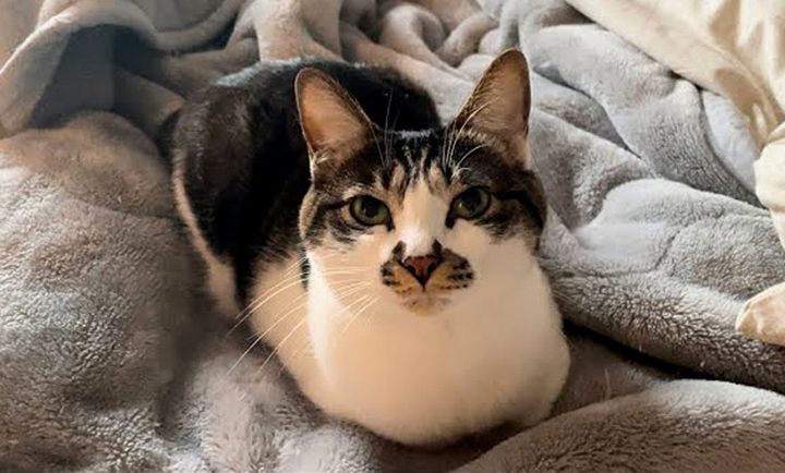 布団の上で丸くなる猫