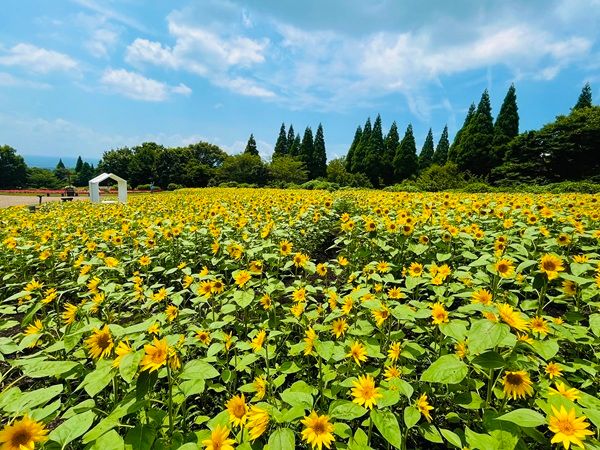 【大分県竹田市】くじゅう花公園『ナイトフラワーパークSummer』開催！夜のひまわり畑をめぐろう