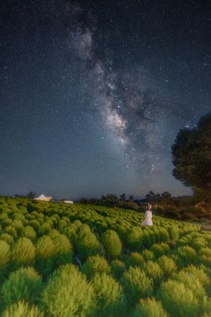 【大分県竹田市】くじゅう花公園『ナイトフラワーパークSummer』開催！夜のひまわり畑をめぐろう