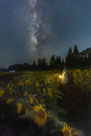 【大分県竹田市】くじゅう花公園『ナイトフラワーパークSummer』開催！夜のひまわり畑をめぐろう