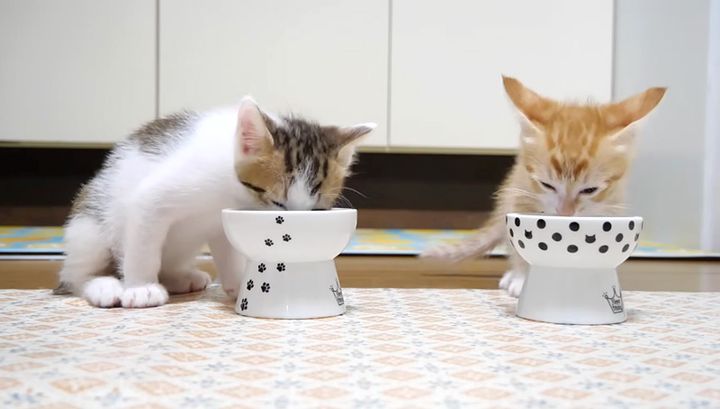 ご飯を食べる子猫達