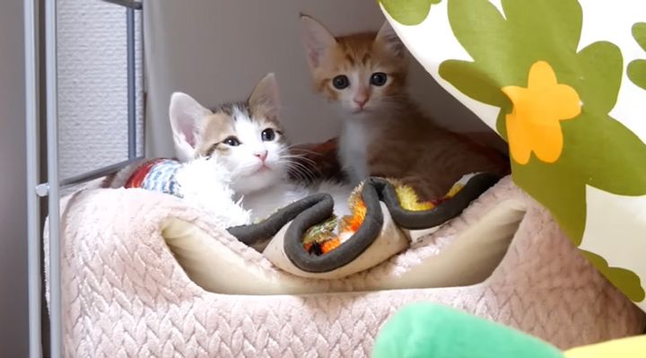 ベッドでまったりする子猫達