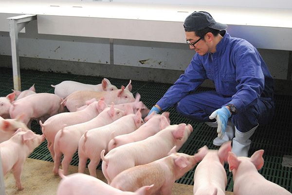 青森の養豚農家が子ども向けオンライン食育プロジェクト始動！第1弾は養豚場の現場紹介