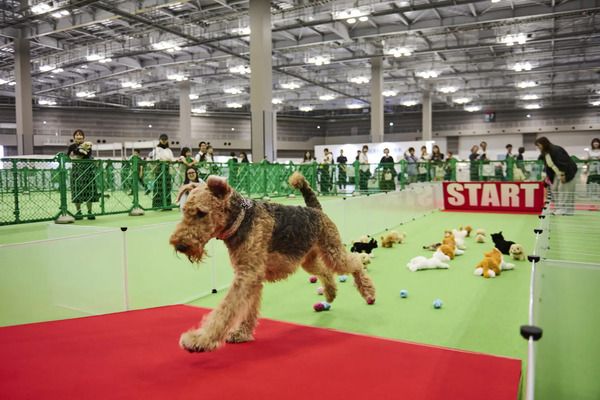 【東京都江東区】愛犬・愛猫と楽しめる「レティシアン感謝祭2026」開催！入場無料＆事前予約不要