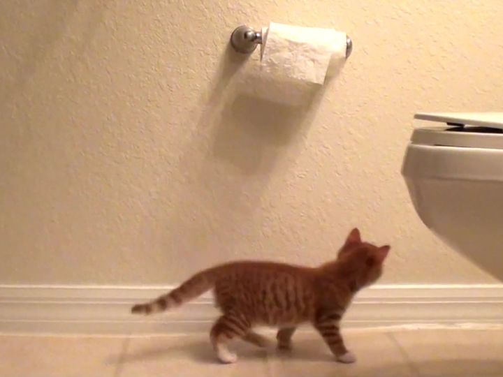 いたずら子猫がトイレットペーパーを発見！