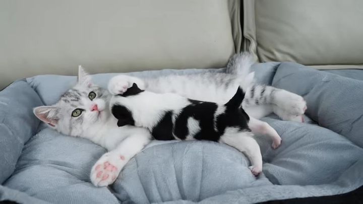 子猫が保護子犬の「お母さん役」