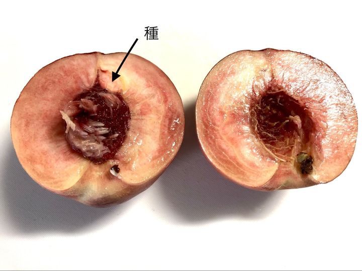 【もう種の周りに実はつけない！】「桃の種を綺麗に取る私なりのやり方」と「変色させない方法 」
