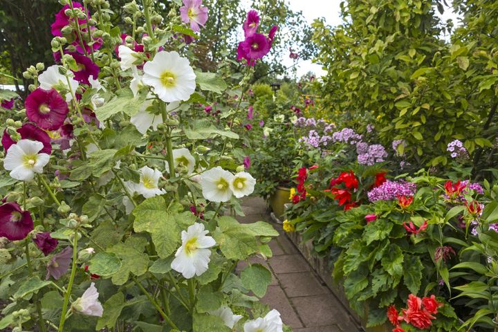 夏の庭が暑すぎる…そんな年こそ植えたい「野趣ある花」8選 オシロイバナからメドーセージまで