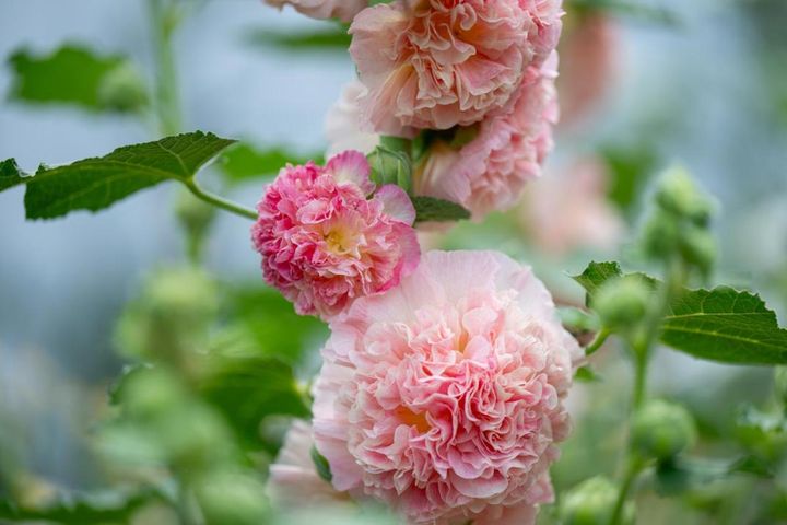 八重咲きの園芸品種