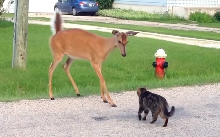 シカと出会った猫