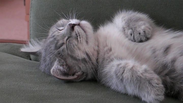 これ以上ないくらい無防備！幸せそうに眠る猫