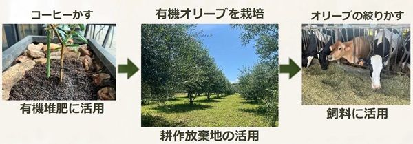 群馬県産の有機オリーブ葉を100％使用したノンカフェインのオリーブティー発売！