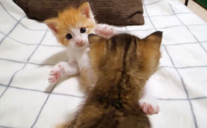 仲良くじゃれ合う子猫達