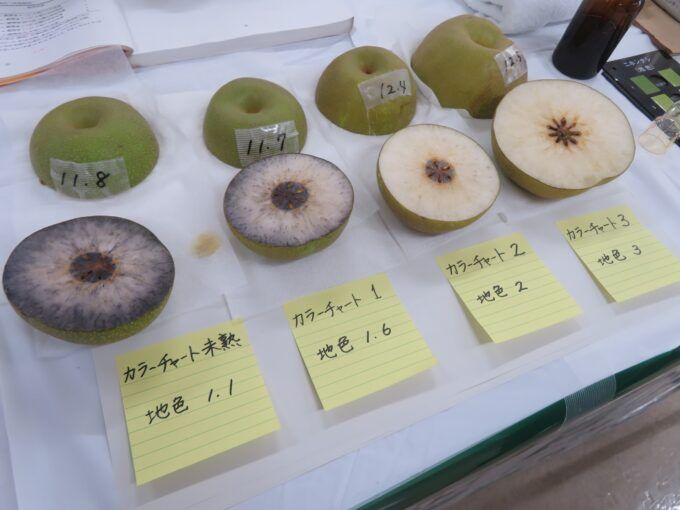 カラーチャートの見本