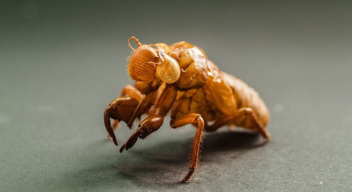 ヒグラシが綿毛をまとう頃に