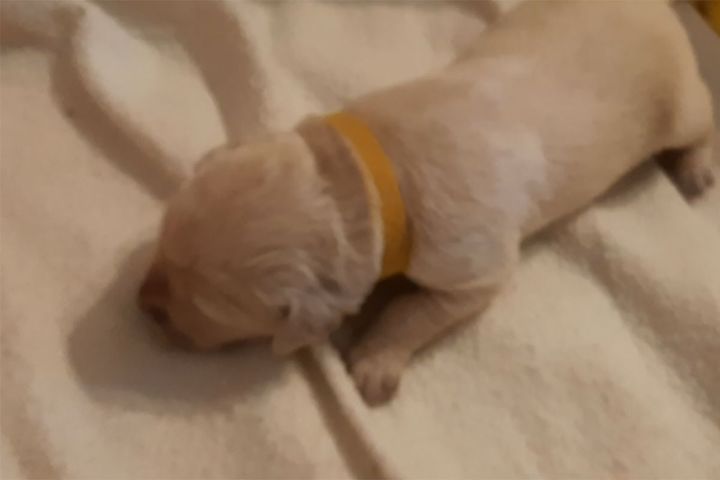 やわらかい毛布の上を一生懸命に進む生後7日目の子犬
