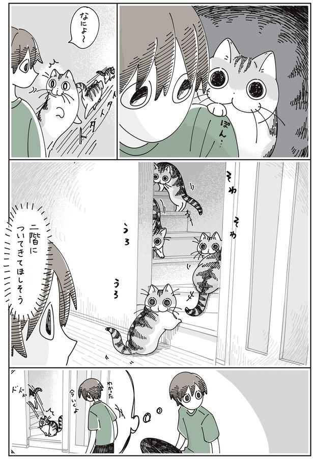 ついてきてほしそう （C）キュルZ／KADOKAWA