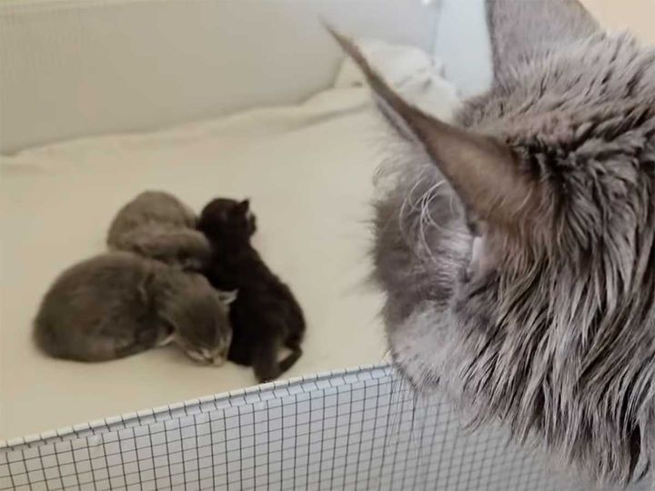 子猫たちを慈しむように見る母猫ルナ