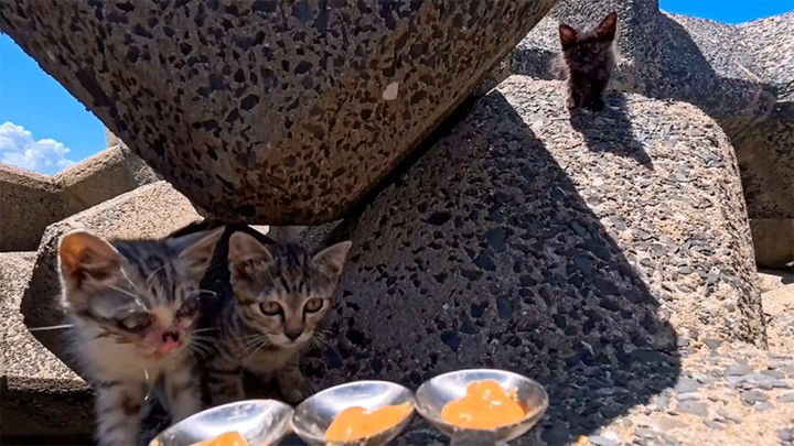 ちゅ〜るが気になる子猫達
