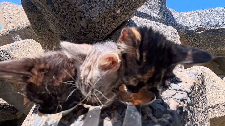 ちゅ〜るに食いつく子猫達