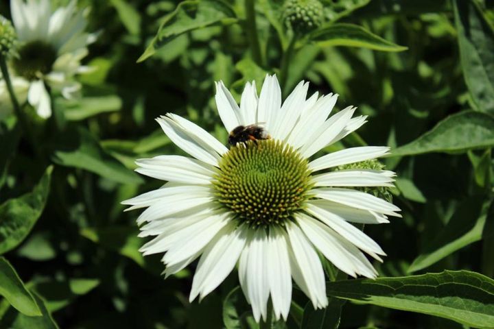 花弁に切れ込み