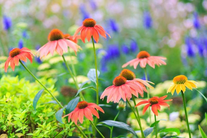 酷暑でも主役級！暑さに強い多年草【エキナセア】14選 植えっぱなしで年々見事に