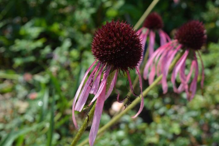 パリダの花芯が目立つころ