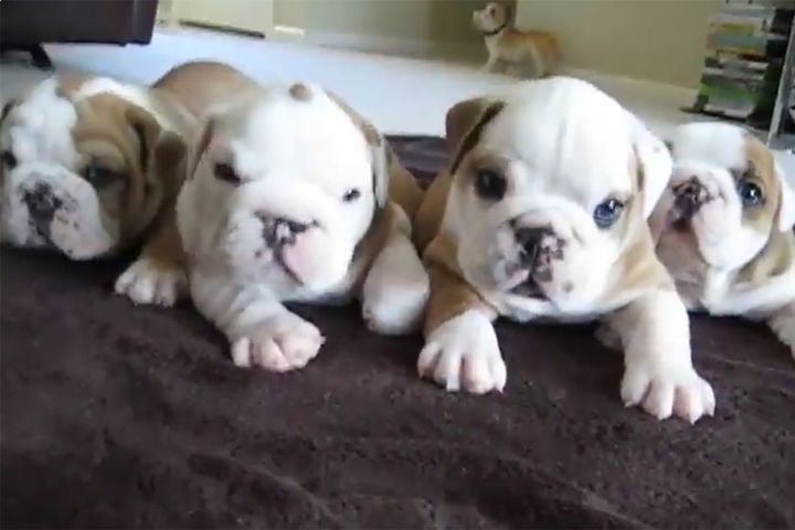 4匹のイングリッシュブルドッグの子犬たち。トロンとしたタレ目とシワがカワイイ～～！