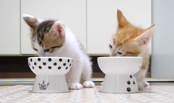 ご飯をモグモグ食べる子猫達