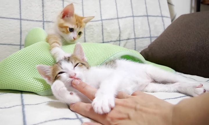 指をチュパチュパする子猫