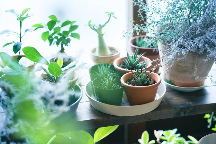 バルコニー 出世運 上がる 観葉植物
