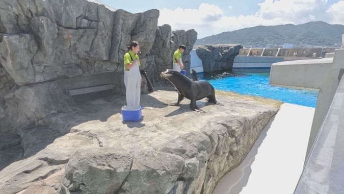 スーパーアニマル アシカ 海響館 ひれあしビーチ