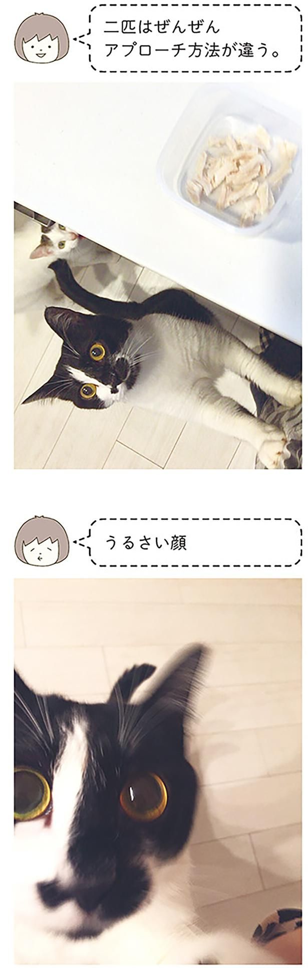 うるさい顔 （C）卵山玉子／KADOKAWA