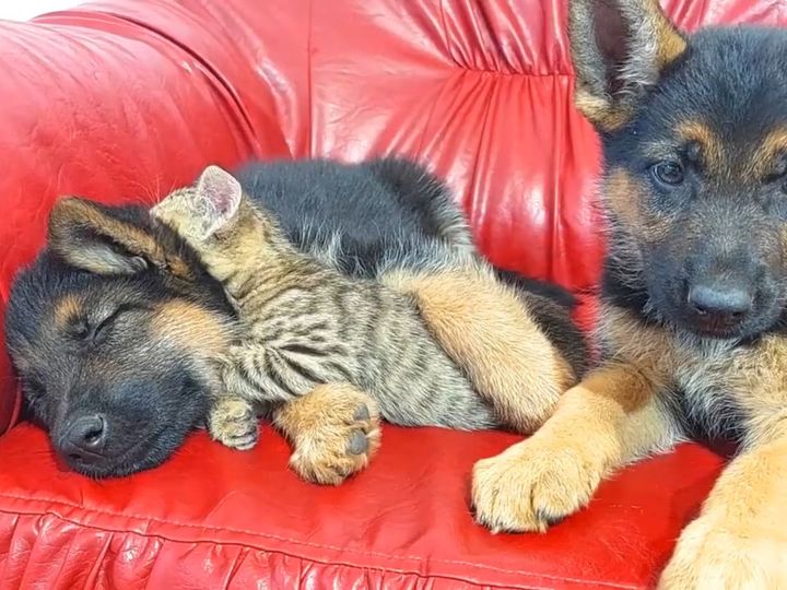 「どうしたら犬と猫をこんなに仲良く育てられるの？」視聴者から驚きの声