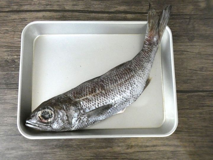 〈天然魚クエスト〉コンテストでクロムツとクーラーボックスが届きました！