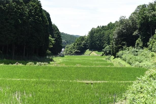 「夢山水」を栽培する田んぼ