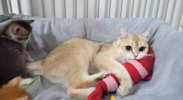 ケリケリする母猫