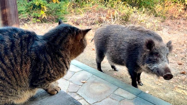 猫とインシシ