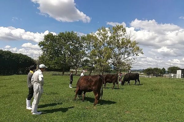 【兵庫県加西市】神戸大学が育てる「神戸大学ビーフ」がふるさと納税返礼品に！生産背景にも注目