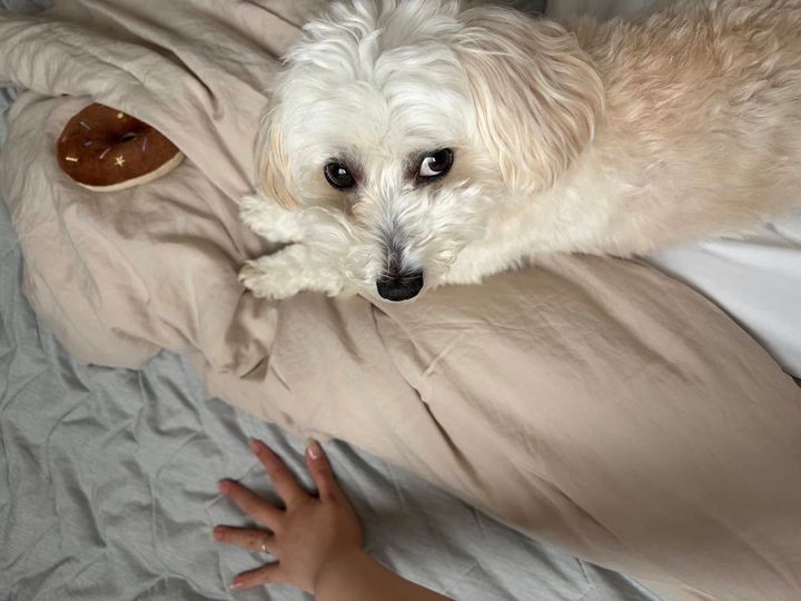夏の暑い日に寝室で愛犬と涼む