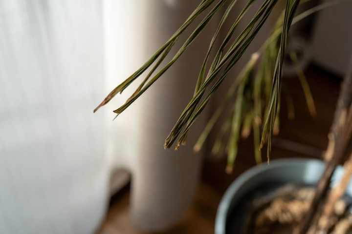 東 開運 妨げる 枯れた観葉植物