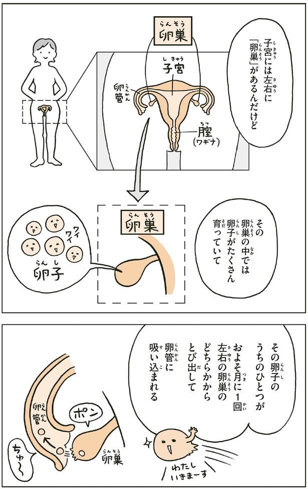 子宮には左右に「卵巣」があるんだけど （C）フクチ マミ、村瀬 幸浩、北山 ひと美／KADOKAWA