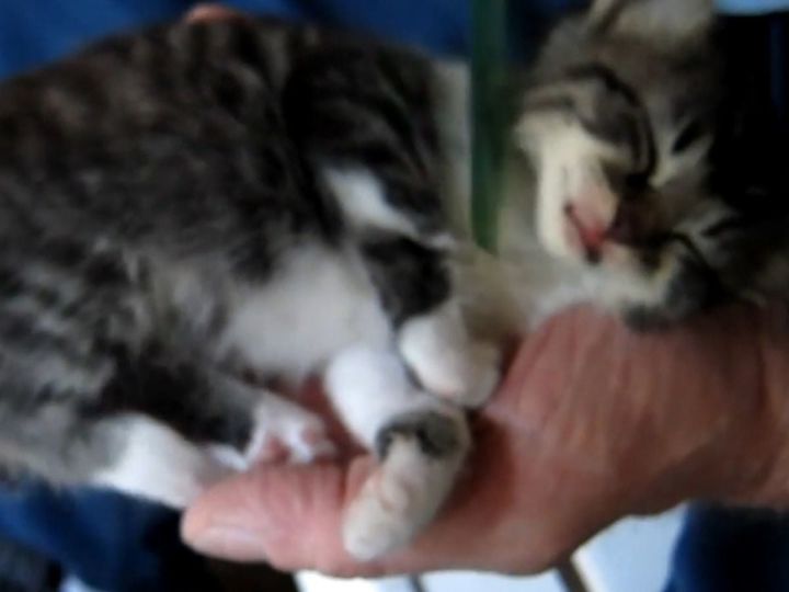 飼い主にコームで背中をなでてもらう子猫、とても気持ちよさそう……